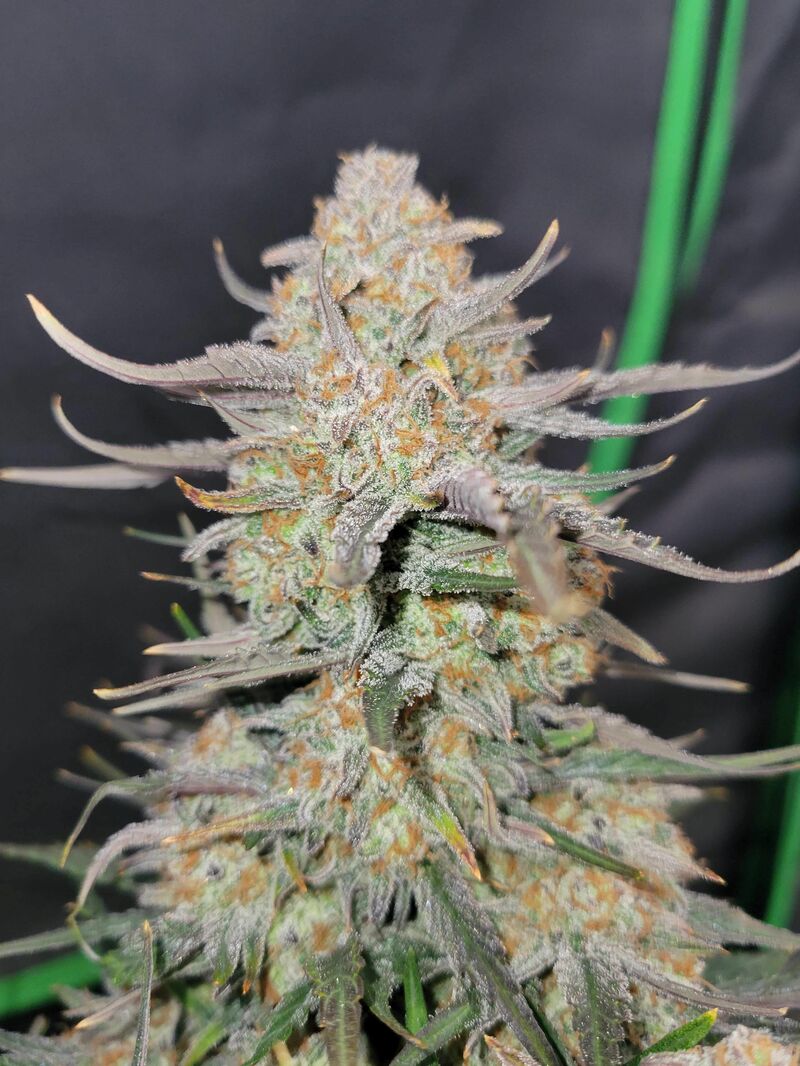 Apple Strudel Auto, Фасовка: 3, изображение 27